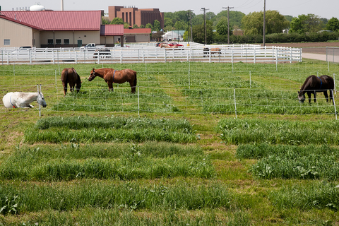 four horses grazing in pasture