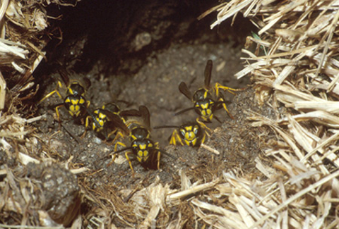 yellowjackets coming out of ground nest