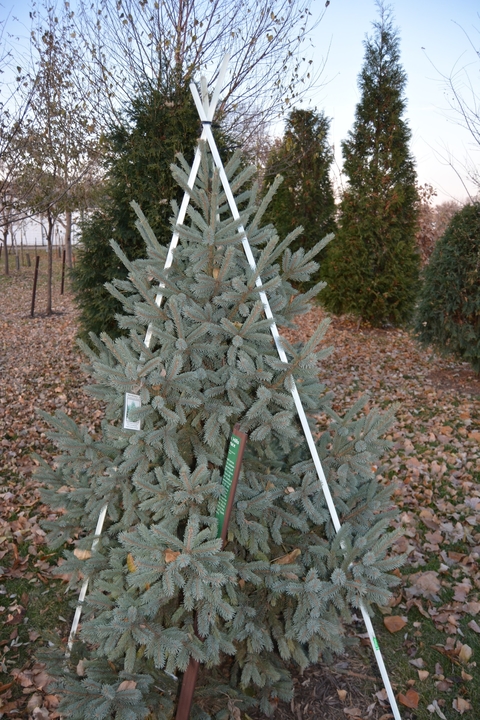 Guying system for a conifer tree; stakes are woven through the branches.