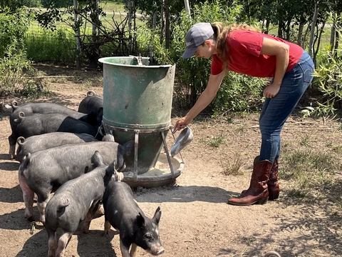 Farmer Hannah adjusts the feeding or watering trough as five black pigs come around her.