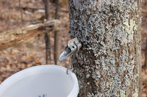 Metal spout for harvesting sap on the side of a maple tree, with a white bucket attached below the spout.