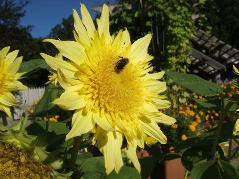 Yellow "Starburst" sunflower with bee on flower head.