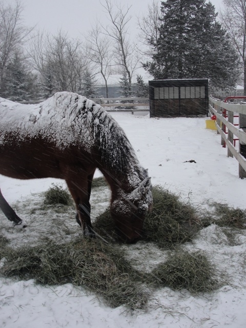 Horse feeding in paddock with snow on its neck and back and snow on the ground.