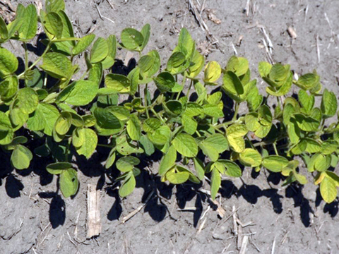 Soybean plants with yellowing leaves showing signs of iron deficiency chlorosis.