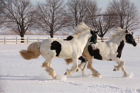 Two Gypsy Vanner horses that are cream and white with flowing manes and tales running through snow