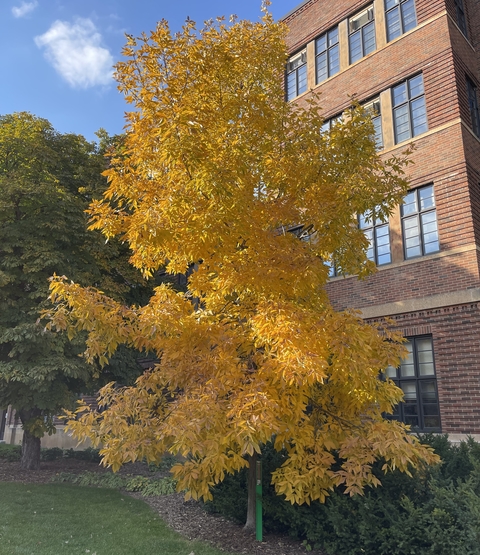 yellow-leafed shagbark hickory tree next to a campus building