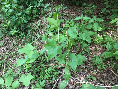 Early growth of wild cucumber vine.