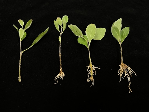 Four small seedlings with roots against a black background