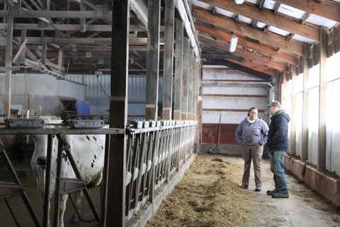 Dana Adams stands with dairy farmer in the barn as one cow looks at camera