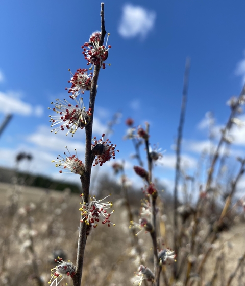 prairie willow against a prairie and blue sky background