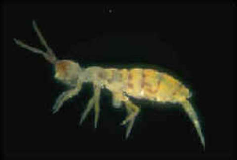 Yellowish flea-like insect with 6 legs, 2 antennae, and a tail-like structure