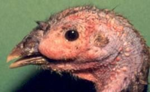 Turkey head with swollen area between the eye and beak