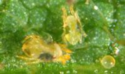 twospotted spider mite