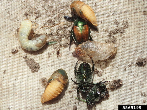 Several beetles, pupa, and larvae on a piece of canvas.