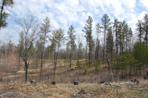 Jack pine savanna restoration site in Brainerd