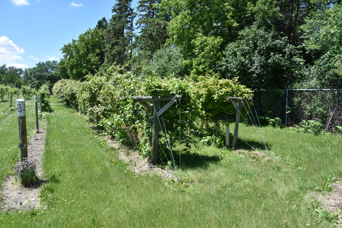 Rows of kiwiberry trees with T-bar support structures in a field.