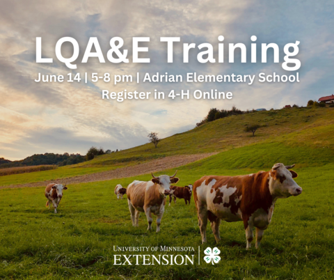 Cows in pasture with the following text, "LQA&E Training, June 14, 5-8 p.m., Adrian Elementary, Register in 4-H Online"