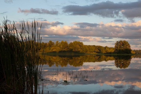 Panorama of lake in the evening with rushes up front.