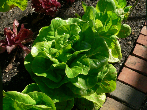 Green lettuce plant growing in garden.