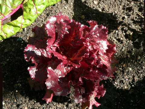 How Do You Harvest Lettuce Infographic Growing lettuce endive and radicchio in home gardens 