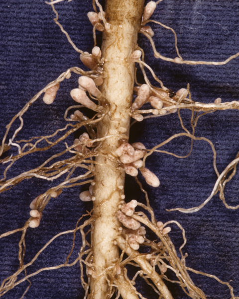 Well-nodulated roots