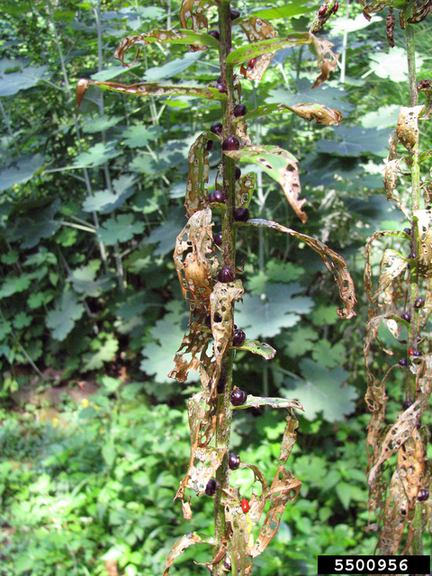 Plant with dark berries and browning leaves with holes and chewing damage.