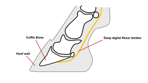 Lower leg and hoof anatomy