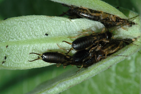 Several black insects with two antennae-like structures