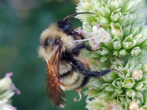 A large, hairy bee with clear, brown wings feeding on a green flower.