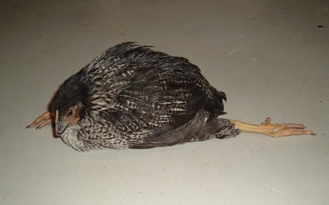Pullet with splay-legs from disease
