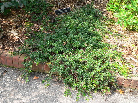 Short, dark green plant spreading in a brick-edge garden bed along a walkway.