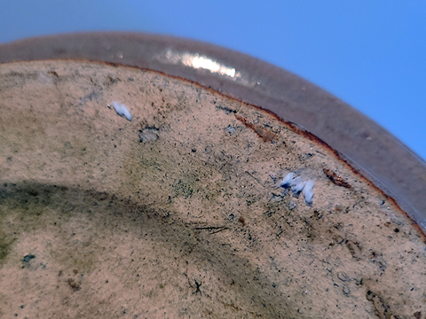 The bottom edge of a ceramic saucer with white mealybugs clustered in two places.