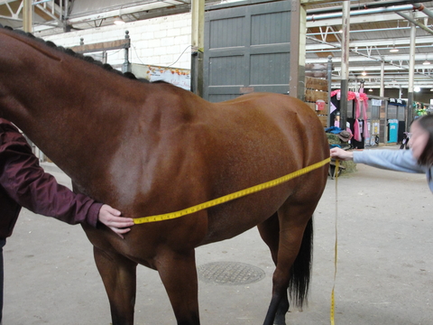 Measuring horse body length