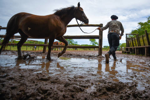 Horse walking in mud