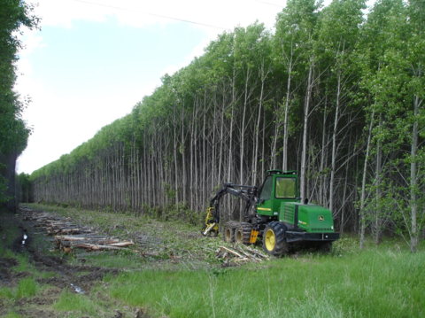 A plantation of hybrid poplar trees being harvested using heavy equipment.