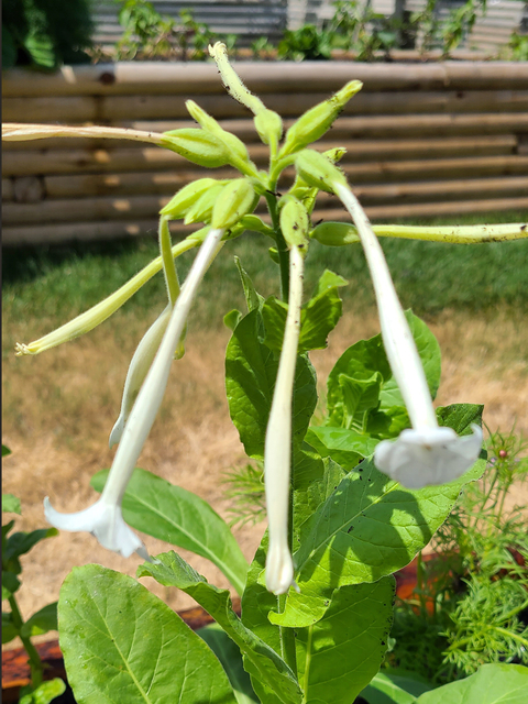 White tubular nicotiana flowers dangling over bright green wide, flat leaves.