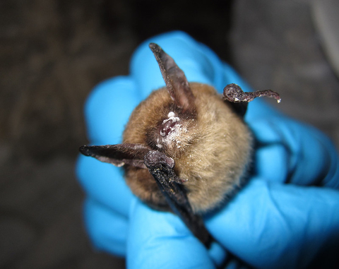 A closeup of a person wearing nitrile gloves holding a bat with a powdery white fungus growing on its nose