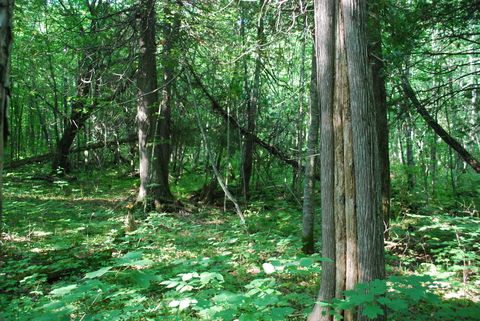 Northern white cedar in wood setting
