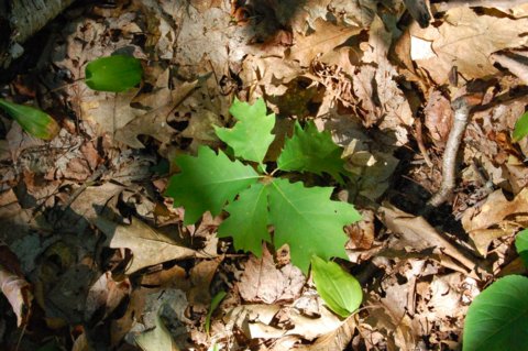 Oak seedling growing on forest floor surrounded by dead leaves