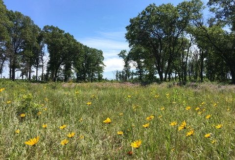 Oak trees amid prairie grasses and flowers on a sunny day