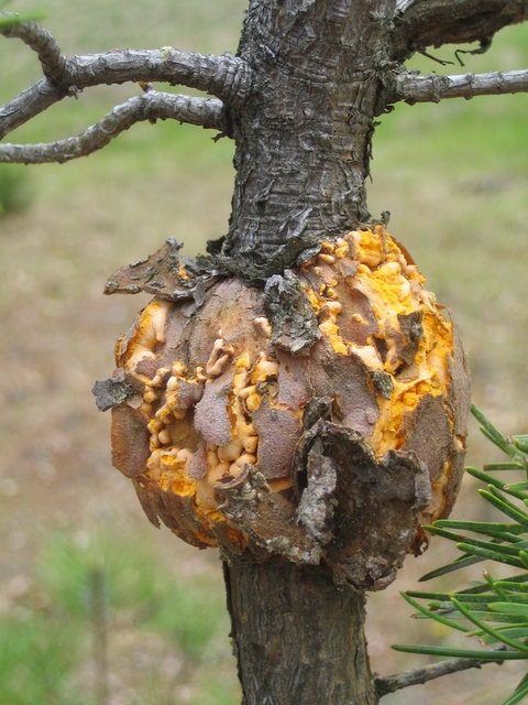 A round gall with orange spores on an oak 
