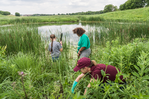 Three youth members looking in long grasses by a pond.
