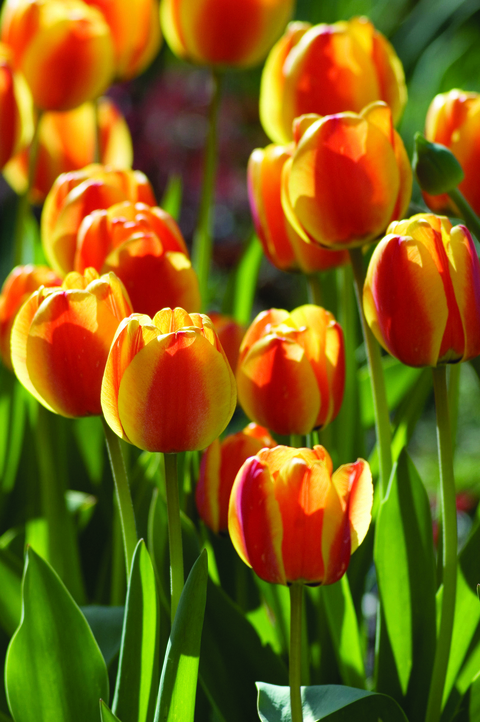 A row of orange and yellow striped tulips in a garden