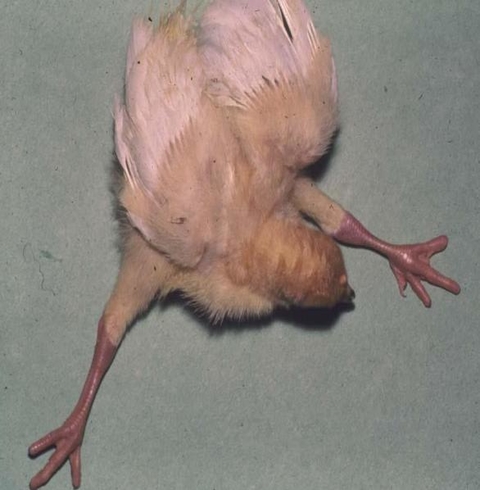 Turkey poult that can’t walk due to osteomalacia