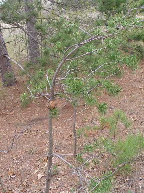 A round, woody gall around a pine stem