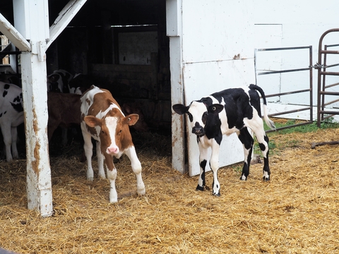 Two calves, one black and white and the other brown and white, stand on straw or hay outdoors