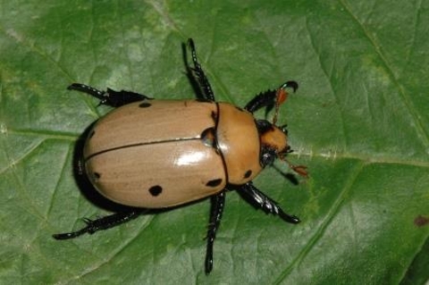 A orange-brown beetle with six black legs and six black spots