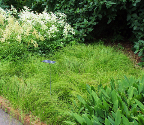 A patch of Pennsylvania sedge growing next to lily-of-the-valley and astilbe in a border garden.