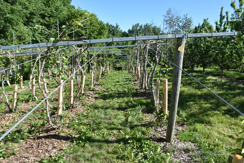 Rows of pergola structures supporting kiwiberry plants.