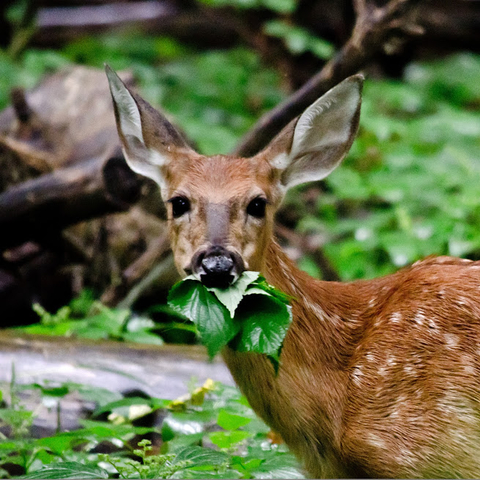 White-tailed deer eating leaves.